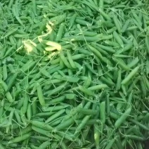 云南新鲜豌豆长寿仁
