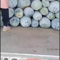 河北省邢台市柏乡县白皮冬瓜大量出货中