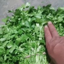 大叶香菜