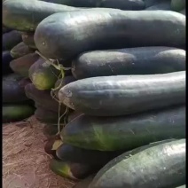 大量供应，精品地冬瓜