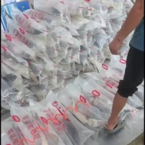 批发零售鲟鱼，各种规格齐全，欢迎各大老板订购