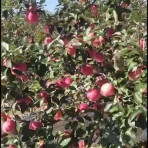 寒富士大量上市，口感好色泽好品质保证适合各种市场