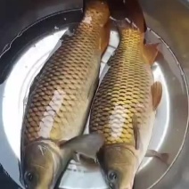 水库鲤鱼