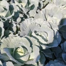 甘肃省白银市靖远县精品大头菜