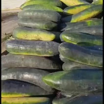 亳州黑皮冬瓜大量上市，有需要的可以随时联系我
