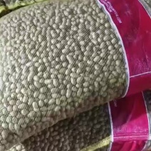 山药蛋中豆1到1.3
