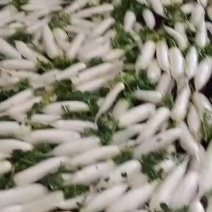 精品萝卜