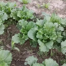 小白菜大量现货