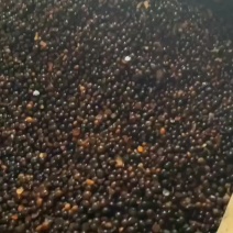 广西高山老茶籽小茶山茶籽油现摘新鲜山茶果