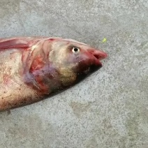 花鲢，鲫鱼常年出售