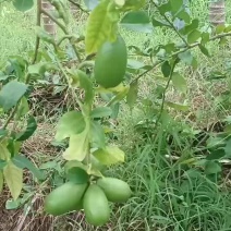 台湾四季无籽香水柠檬苗