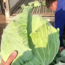 精品扁包菜产地直供保质保量供应市场超市电商加工厂