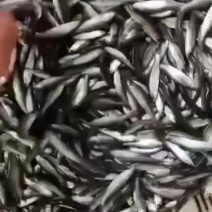 鲜活小麦穗鱼，现㧊现发