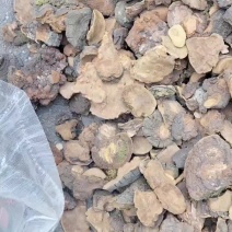 桑黄