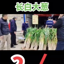 周至县哑柏镇粮站对面大量批发零售长白大葱