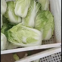 宁夏固原大白菜，色鲜味美，个头大，耐运输，发全国各地