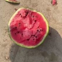 新民地雷瓜