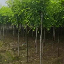 金叶榆独杆金叶榆高接金叶榆一手货源欢迎来电咨询