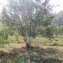 丛生五角枫，河北丛生五角枫，独根丛生五角枫，精品丛生五角