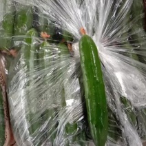 鲜花油皮小黄瓜！