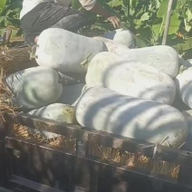 白皮冬瓜