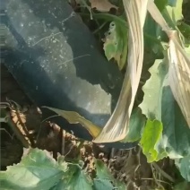 黑皮冬瓜地冬瓜济宁黑皮冬瓜种植户黑皮冬瓜