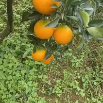 爱媛橙，诚信代办，保质保量，货源充足量大价优！