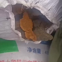 川西高原阿坝州，大量有货