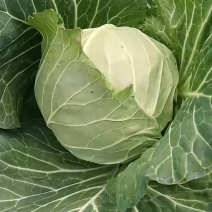 甘蓝