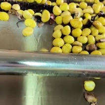 百年老树黄瓤去皮板栗仁