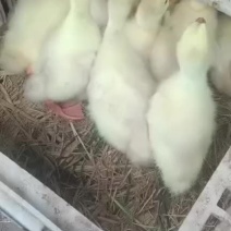 斤重的白鹅疫苗齐全成活率高，欢迎来电咨询