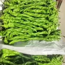 各种鲜新蔬菜上市中欢迎釆够云南好蔬菜