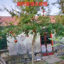 石榴树