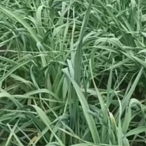 红根蒜苗正在上市中，根红苗正粗细均匀欢迎采购