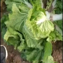 山西太谷精品白菜大量上市！质量保证！欢迎新老客户来电洽谈