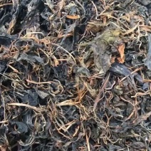 精选嫩叶苦斋婆苦菜