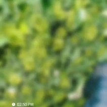 青口白菜