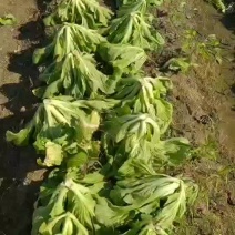 无限量供应广西芥菜