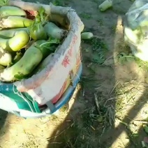 本基地大量批发白萝卜，清脆可口，优质的白萝卜。已经上市。