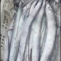 正宗北方油带鱼现在正是捕捞带鱼的时候鲜冻不如行动