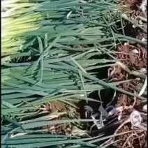 河北精品长白大葱产地直供质量保证货源充足量大价优