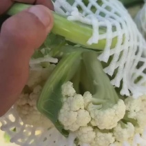 蔬菜，大白菜，花菜，包菜，甘蓝，红萝卜，白萝卜