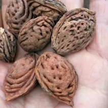 桃树种子