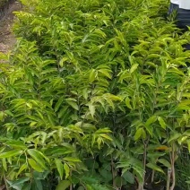 沉香绿奇楠苗靓品有油口嫁接苗