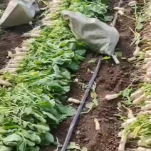 全年有货，青年萝卜泡菜萝卜神明萝卜小伙萝卜