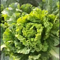 麻叶菜