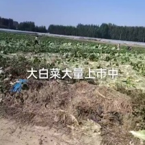 大白菜大量上市中，一天5万斤