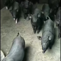 A级黑猪苗
