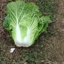 白菜白菜