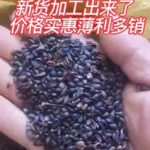 杜梨种子纯新加工出来了